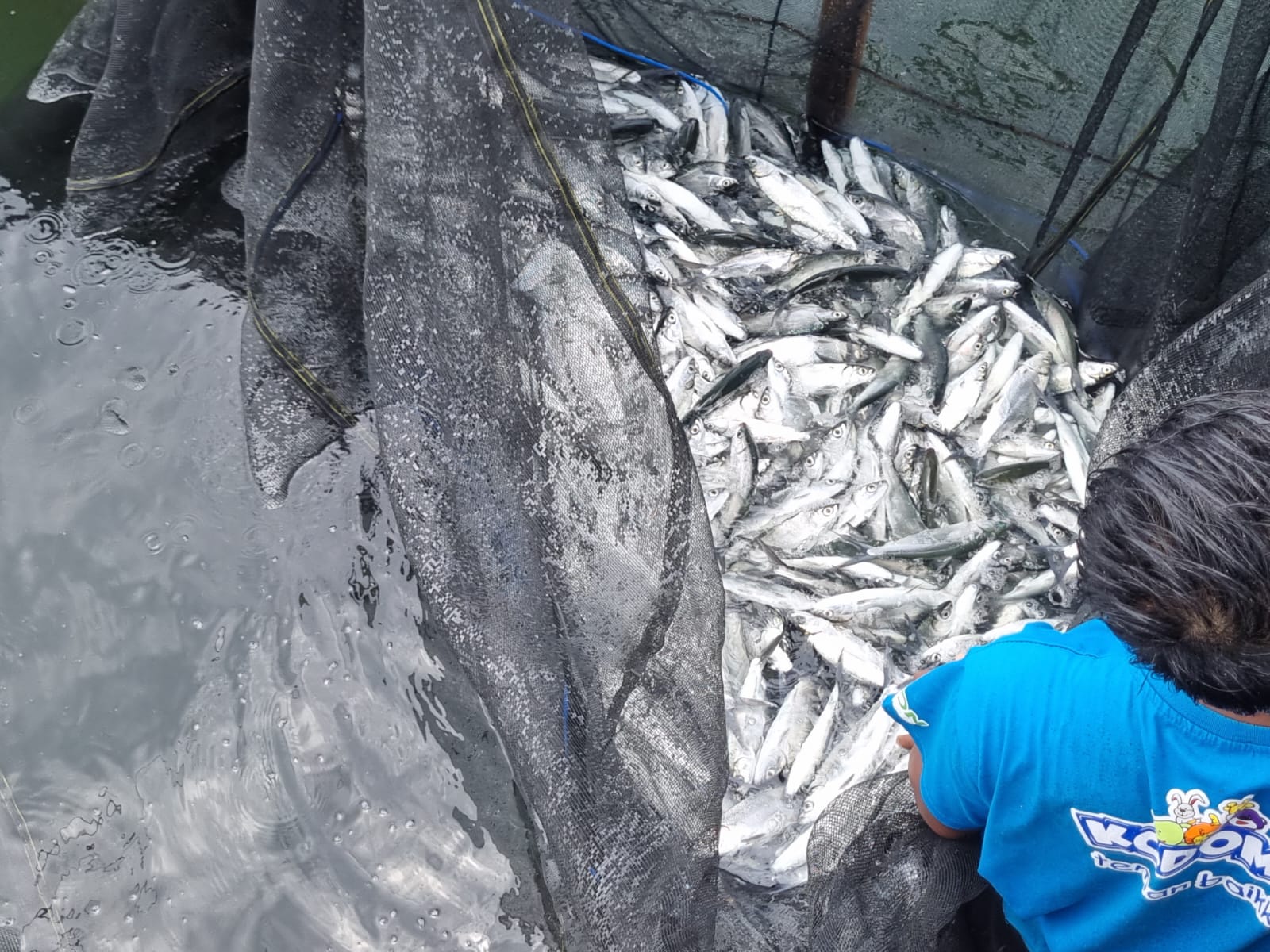 First Harvest of Milkfish Pilot Project Food Security Cultivating Milkfish with a Marine Cage System (KTL)