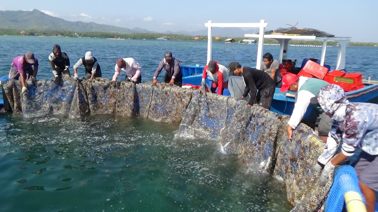 The First Harvest of Premium Milkfish for Consumption, owned by CV. Putra Bahari's Partners in Gerokgak District