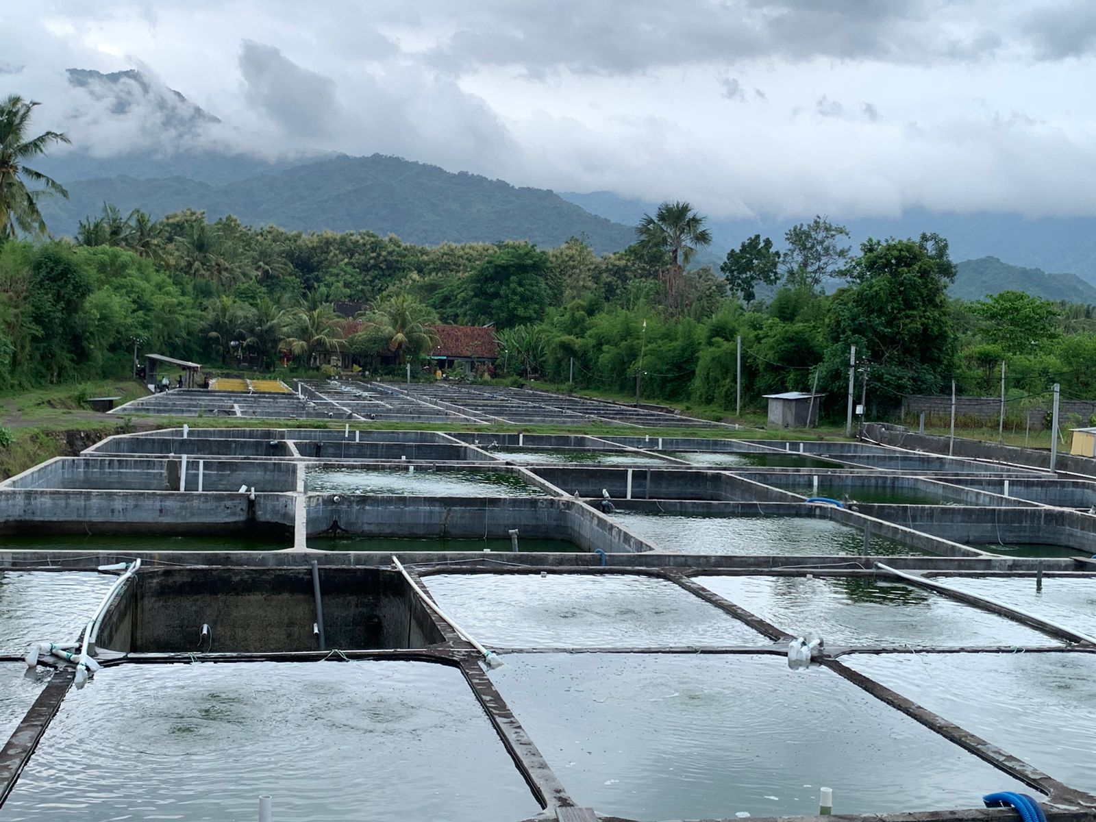 The Dilemma of Declining Productivity and Quality of Milkfish Seeds Amid the Export Season Due to Uncertain Weather
