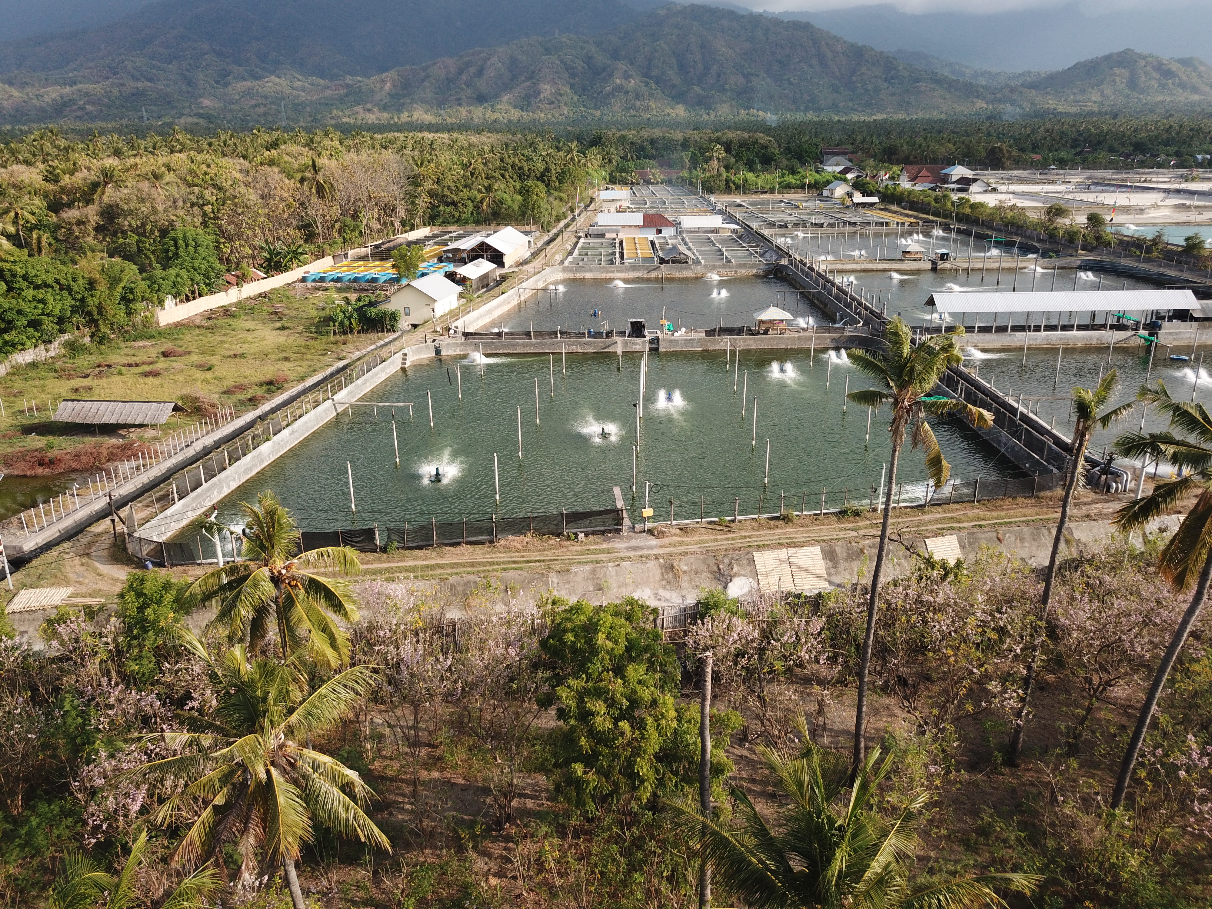 Milkfish Mains Cultivation Pond
